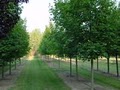 Elling Tree Farm image 1