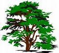 Evergreen Tree & Shrub, Inc. |Tree Removal |   Brooklyn image 4