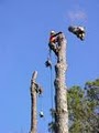 Evergreen Tree & Shrub, Inc. |Tree Removal |   Brooklyn image 5