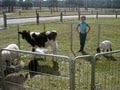 Every Kids Dream Petting Zoo image 4