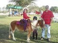 Every Kids Dream Pony Party and Petting Zoo image 2