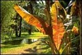 Fairchild Tropical Botanic Garden image 1