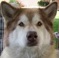 Fetch Pet Care of Spokane image 3