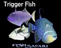 Fish Safari logo