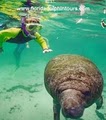 Florida Dolphin Tours image 3