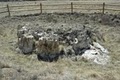 Florissant Fossil Beds National Monument image 3