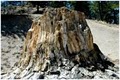 Florissant Fossil Beds National Monument image 7