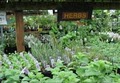 Flowercraft Garden Center image 3
