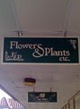 Flowers & Plants Etc image 4