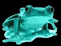 Frog Designs, LLC logo