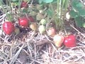 Gallmeyer Farms The Berry Patch image 1