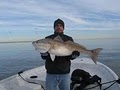 Galveston Bay Fishing Team image 2