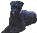 Gary's Dog Grooming and Training image 3