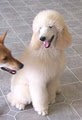 Gary's Dog Grooming and Training image 5