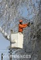 General Tree Service image 2