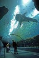 Georgia Aquarium image 3