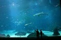 Georgia Aquarium image 4