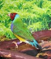 Glamorous Gouldians image 2