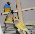 Glamorous Gouldians image 3