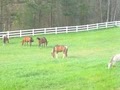 Green Tree Horse Farm image 7