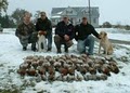 Haugen Ranch Kennels image 2