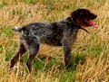 Haugen Ranch Kennels image 3