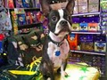 Highland Pet Supply image 3