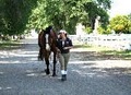 Historic Nelson Ranch Horse Boarding Stable, Horseback Riding Lessons & Training logo