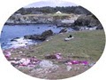 Holly's Ocean Meadow image 3