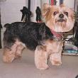 Hot Doggies Pet Grooming image 2