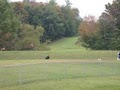 Howlabaloo Dog Park image 4