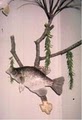 Hunt-N-Fishen Taxidermy image 7