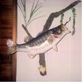 Hunt-N-Fishen Taxidermy image 8
