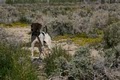 Hunting Dog Trainer.net image 3