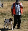 Hunting Dog Trainer.net image 4