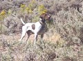 Hunting Dog Trainer.net image 5
