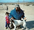 Hunting Dog Trainer.net image 6