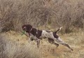 Hunting Dog Trainer.net image 8