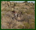 Hunting Dog Trainer.net image 10