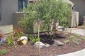 JCMS Landscaping-San Diego image 4