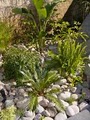 JCMS Landscaping-San Diego image 1