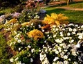 Jewells Prairie Nursery image 2