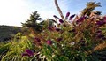 Jewells Prairie Nursery image 3