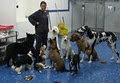 K9 Camp: Obedience Training, Lodging & Grooming image 7