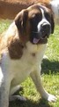 Kack's Saints Affordable Dog Grooming & Breeding Services image 3