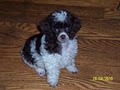 Kathy's Poodle Kids image 3