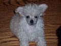Kathy's Poodle Kids image 4