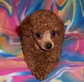 Kathy's Poodle Kids image 6