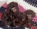 Kathy's Poodle Kids image 7