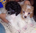 Kathy's Poodle Kids image 8